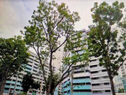 Blk 239 Serangoon Avenue 2 (Serangoon), HDB 4 Rooms #311299621
